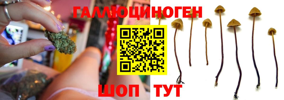 Псилоцибиновые грибы ЛСД Северск